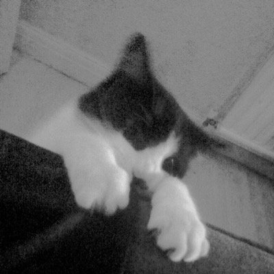 I'm prince of the cats don't you know!!