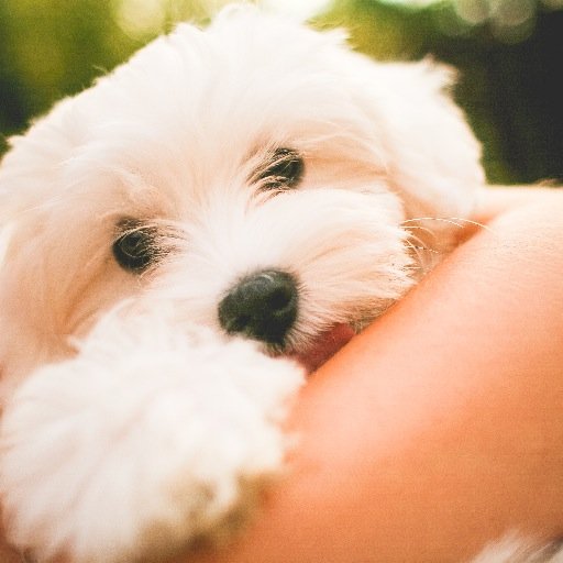 cds_dog's profile picture. Stress free alternative to dog kennels #doglover