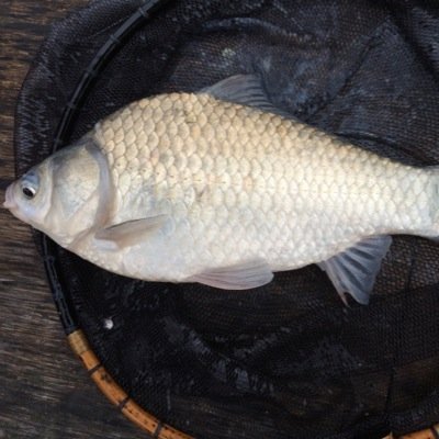 へらぶな釣りが大好きな60歳です。しらとり やすし。偽物アカウントが、たまに登場するみたいです。