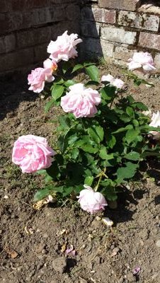 blondene13's profile picture. 