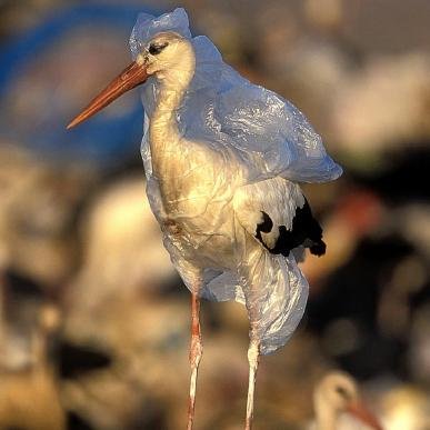 A quick, simple solution to the plastic epidemic we have on our hands. It's not enough to charge, get rid of them completely! #plasticbagcharge #banplasticbags