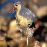 Ban Plastic Bags UK(@BanPlasticBagUK) 's Twitter Profileg