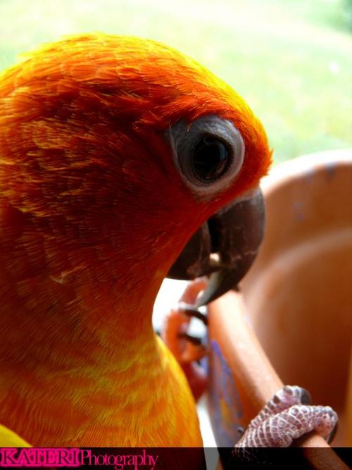 KavaCakes's profile picture. @aligaudiosi is my human