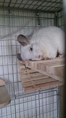 チンチラ好き
しんどいこと嫌い