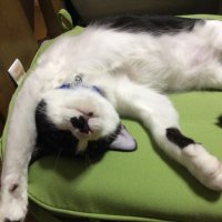 🇵🇸こてつ 肉球新党 侵略も戦争も反対 🍉 (@9anpunch) 's Twitter Profile