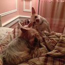 Norma Nieves - @normanieves42 - Twitter