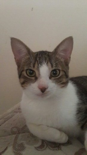 SherwinScott2's profile picture. The Champ is hurrrr!