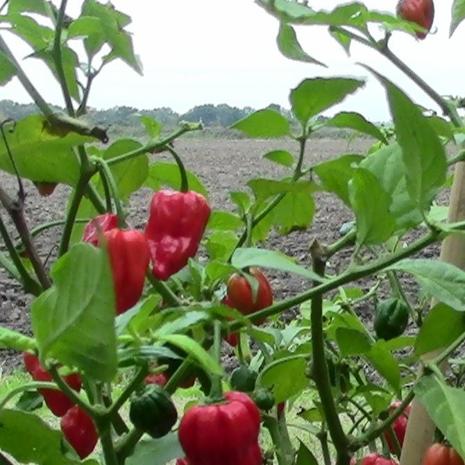 We grow hydroponic chillies in growing systems that we make ourselves. 
Promoting hydroponics as a method for growing vegetables.
Small batch chilli products.