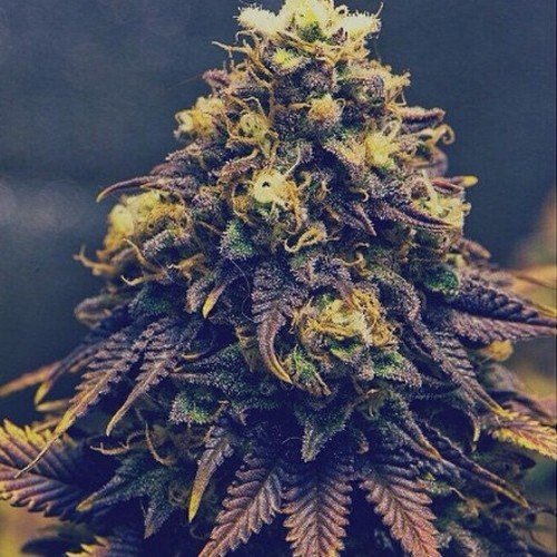 420 friendly ✌ follow I follow back! Taken by Mary Jane