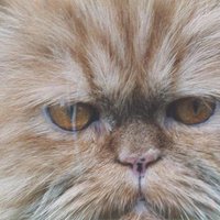 Luisekatze (@luisekatze) Twitter profile photo