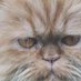 Luisekatze (@luisekatze) Twitter profile photo Luisekatze (@luisekatze) Twitter profile photo