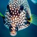 Dive Bequia (@divebequia) Twitter profile photo