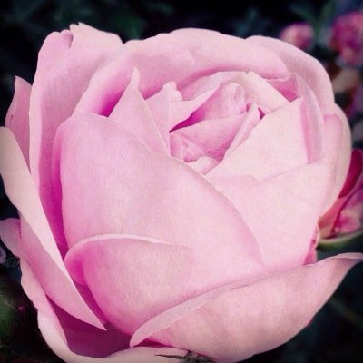 shosho92000's profile picture. 