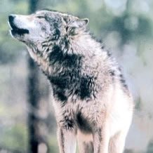 Names Zagz Im @RushMiko's brother Im more level headed than him but he can drag me into some stupid situations. I dont like to fight and Im in the NorthStarPack