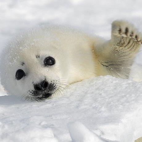 Official Seattle Seals Twitter #SealsNation