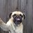 TwtAnjingKhas's profile image