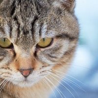 猫捕り里親詐欺にご注意下さい (@hannekotori2011) 's Twitter Profile