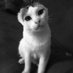 Teresa Difusión CATS (@tere_df_crcats) Twitter profile photo