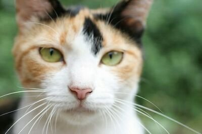 「有害な5ちゃんねる生き物苦手板を閉鎖に追い込みます」私たちの日本を守りたい。弱者を守りたい。猫を守りたい。 動物を守りたい。リプはしません。