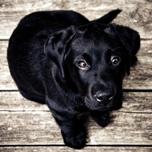 MediaDominator's profile picture. 