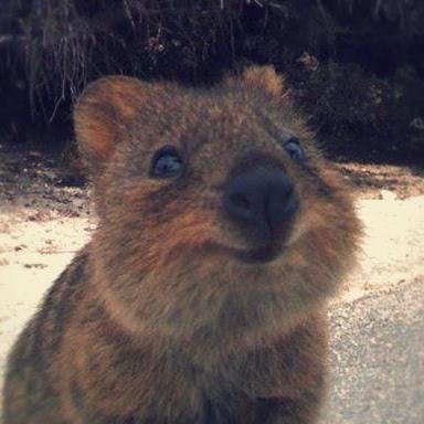 Luasummers's profile picture. I am wise like JiminyCricket 🦗 but in Quokka version  🐿️