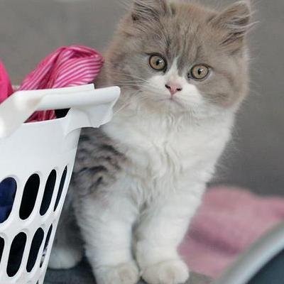 An adorable asshole