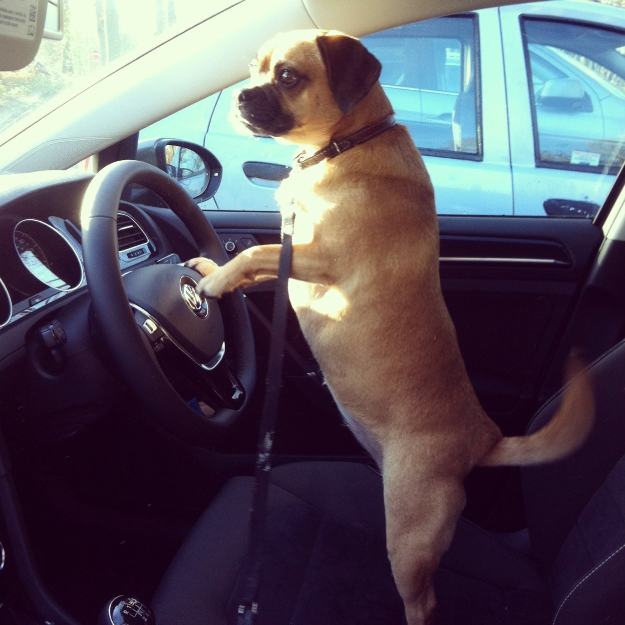 NdaDodge's profile picture. Garden designer & Landscaper from the Midlands. Puggle owner - Love them!