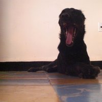 PeRRomeo (@detectivereptar) 's Twitter Profile