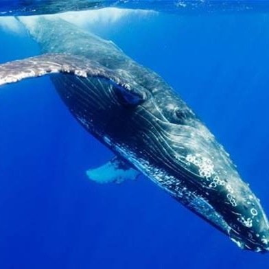 imandyandimhuge's profile picture. 