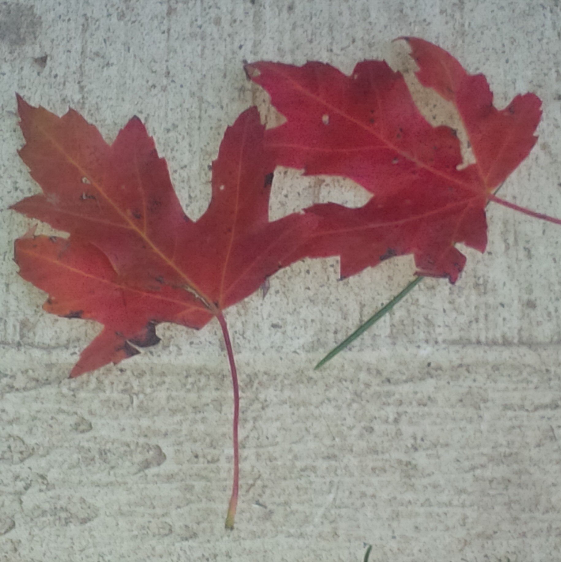 dcowman70's profile picture. 