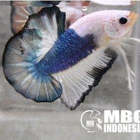 mbgindonesia's profile picture. Betta fish breeder. We serve retail or wholesale sales. Quality betta fish store. Cheap price, Get discount up to 70%