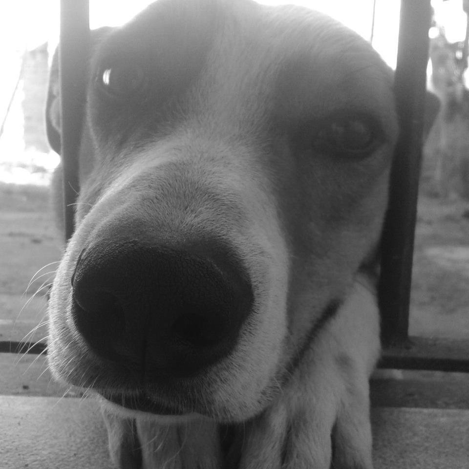 Podemos juzgar el corazón de una persona por la forma en que trata a los animales.