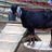 missy10555's profile image