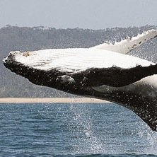 Swaggy ass whale humpin yo bitch 420 blaze it swag it done