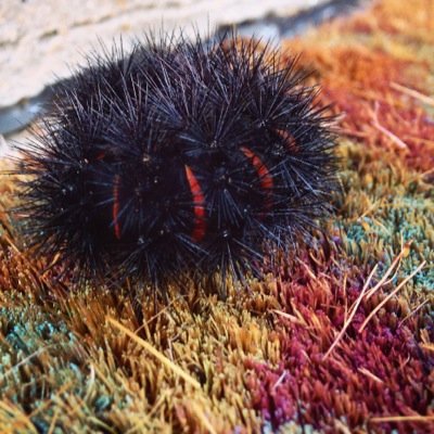 tulipsmom's profile picture. just being