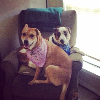 theclaireanders's profile picture. Poverty slayer. #ATXhabitat #buildhope #teamhabitat