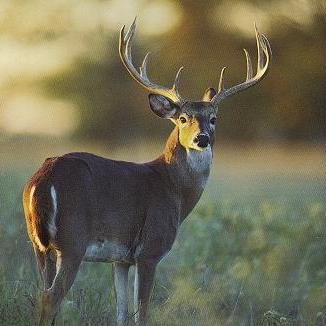 admin @sidneygrady.. avid female bow hunter/ rack collector