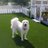 lawnsofthewest's profile image