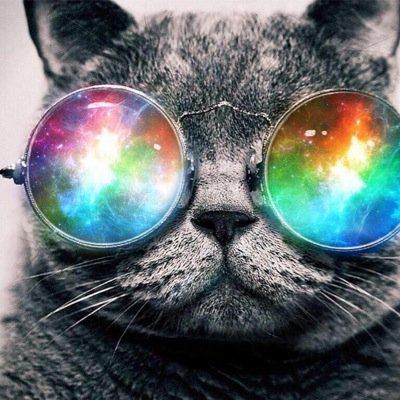cat willys