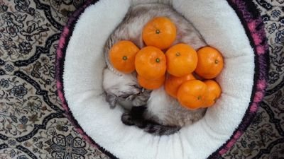 ちーこ