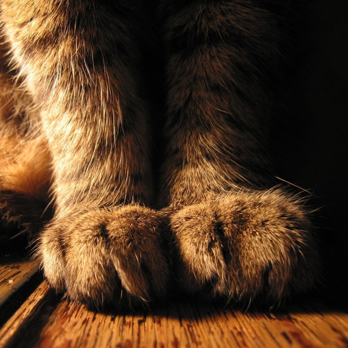 PreguntameMiau's profile picture. Dueña del blog http://t.co/HxNr6YUND7
Si quieres que hable de algún tema de tu gusto, pregúntale a mi gato :)