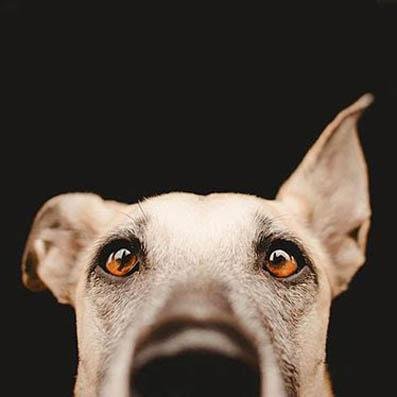 cobakapavlova's profile picture. Maybe you’re the same as me, we see things they’ll never see.  Мой полуживой аккаунт тут @sobaka_vdaleke