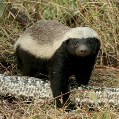 bad honey badger 24/7