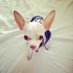 Bartok (@imbartok) Twitter profile photo