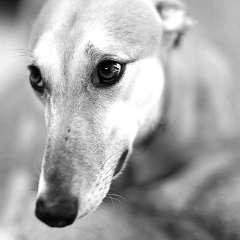 sosgalgos6's profile picture. 