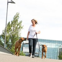 Martina Zuengel-Hein (@hundereisenmehr) 's Twitter Profile Photo