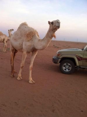ياكثر مانسمع من الناس وياكثر مانسمع عباره....فديته[لبی]عند الصحيح اليا انكشف ماتخبی بتشوف شي يصدمك ماهقيته