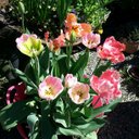 Jan Dawson - @lied450 - Twitter