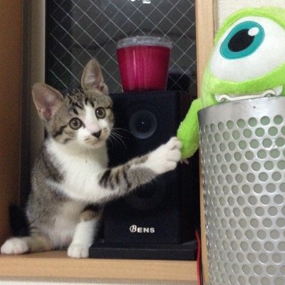 =ↀᆺↀ=猫好きダイビング(RED)素潜り(銛突き)BODYMAKER(ボディメーカー)ファン白猫ONE OK ROCK(ワンオク)(⁼̴̀д⁼̴́)/フォローよろしくです！