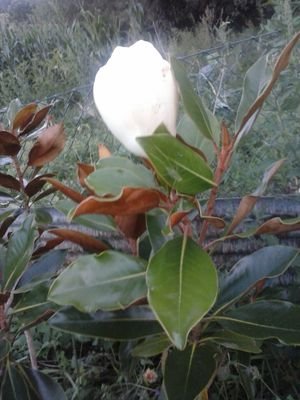 milagroscuervo's profile picture. 